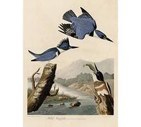 Artery8 Audubon Birds America Belted Kingfisher Unframed Wall Art Print Poster Home Decor Premium