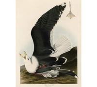 Artery8 Audubon Birds America Black Backed Gull Large Wall Art Poster Print Thick Paper 18X24 Inch