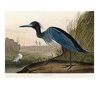 Artery8 Audubon Birds America Blue Crane Large Wall Art Poster Print Thick Paper 18X24 Inch