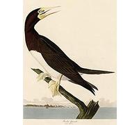 Artery8 Audubon Birds America Booby Gannet Unframed Wall Art Print Poster Home Decor Premium