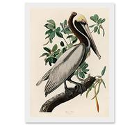 Artery8 Audubon Birds America Brown Pelican Nature Animals Artwork Framed Wall Art Print A4