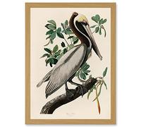 Artery8 Audubon Birds America Brown Pelican Nature Animals Artwork Framed Wall Art Print A4