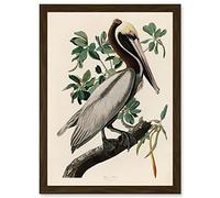 Artery8 Audubon Birds America Brown Pelican Nature Animals Artwork Framed Wall Art Print A4
