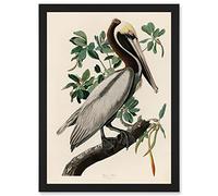 Artery8 Audubon Birds America Brown Pelican Nature Animals Artwork Framed Wall Art Print A4