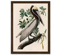 Artery8 Audubon Birds America Brown Pelican Nature Animals Artwork Framed Wall Art Print A4