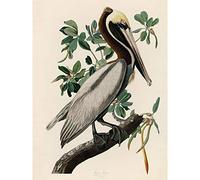 Artery8 Audubon Birds America Brown Pelican Premium Wall Art Canvas Print 18X24 Inch