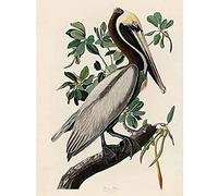 Artery8 Audubon Birds America Brown Pelican Unframed Wall Art Print Poster Home Decor Premium
