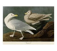 Artery8 Audubon Birds America Burgomaster Gull Art Print Canvas Premium Wall Decor Poster Mural