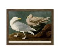 Artery8 Audubon Birds America Burgomaster Gull Artwork Framed Wall Art Print 18X24 Inch