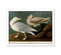 Artery8 Audubon Birds America Burgomaster Gull Artwork Framed Wall Art Print 18X24 Inch