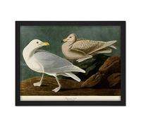 Artery8 Audubon Birds America Burgomaster Gull Artwork Framed Wall Art Print 18X24 Inch