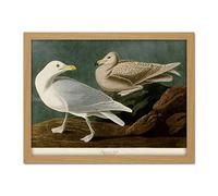 Artery8 Audubon Birds America Burgomaster Gull Artwork Framed Wall Art Print 18X24 Inch