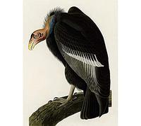 Artery8 Audubon Birds America Californian Vulture Unframed Wall Art Print Poster Home Decor Premium