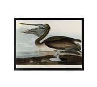 Artery8 Audubon Birds Brown Pelican Painting Framed Canvas Wall Art Print | Size: W24" x H32" Artery8 Multicolor W24" x H32"