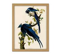 Artery8 Audubon Birds Columbia Jay Painting Artwork Framed Wall Art Print 18X24 Inch