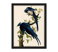 Artery8 Audubon Birds Columbia Jay Painting Artwork Framed Wall Art Print 18X24 Inch