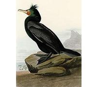 Artery8 Audubon Birds Double Crest Cormorant Painting Unframed Wall Art Print Poster Home Decor Premium