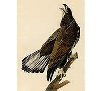 Artery8 Audubon Birds Eagle White Head Painting Art Print Canvas Premium Wall Decor Poster Mural