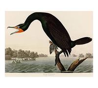 Artery8 Audubon Birds Florida Cormorant Painting Art Print Canvas Premium Wall Decor Poster Mural