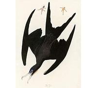 Artery8 Audubon Birds Frigate Pelican Painting Art Print Canvas Premium Wall Decor Poster Mural