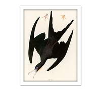 Artery8 Audubon Birds Frigate Pelican Painting Artwork Framed Wall Art Print 18X24 Inch