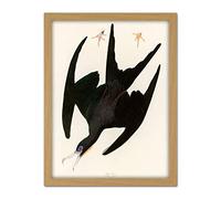 Artery8 Audubon Birds Frigate Pelican Painting Artwork Framed Wall Art Print 18X24 Inch