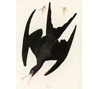 Artery8 Audubon Birds Frigate Pelican Painting Premium Wall Art Canvas Print 18X24 Inch