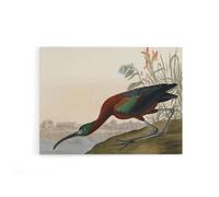 Artery8 Audubon Birds Glossy Ibis Painting Canvas Wall Art Print | Size: W24" x H32" Artery8 Multicolor W24" x H32"