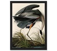 Audubon Birds Great Blue Heron Painting Nature Animals Artwork Framed Wall Art Print A4 Artery8 Black One Size