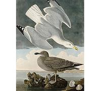 Artery8 Audubon Birds Herring Gull Painting Unframed Wall Art Print Poster Home Decor Premium