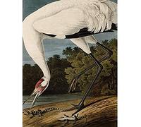 Artery8 Audubon Birds Hooping Crane Painting Unframed Wall Art Print Poster Home Decor Premium