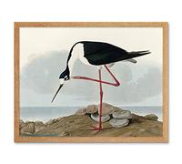 Artery8 Audubon Birds Long Leg Avocet Painting Art Print Framed Poster Wall Decor 12x16 inch