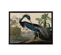 Artery8 Audubon Birds Louisiana Heron Framed Canvas Wall Art Print | Size: W18" x H24" Artery8 Multicolor W18" x H24"