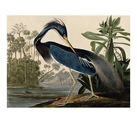 Artery8 Audubon Birds Louisiana Heron Painting Large Wall Art Poster Print Thick Paper 18X24 Inch