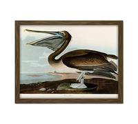 Artery8 Audubon Birds Pelican Brown Painting Artwork Framed Wall Art Print 18X24 Inch