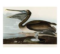 Artery8 Audubon Birds Pelican Brown Painting Premium Wall Art Canvas Print 18X24 Inch