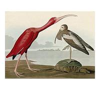 Artery8 Audubon Birds Scarlet Ibis Painting Art Print Canvas Premium Wall Decor Poster Mural
