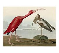Artery8 Audubon Birds Scarlet Ibis Painting Large Wall Art Poster Print Thick Paper 18X24 Inch