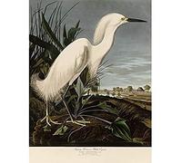 Artery8 Audubon Birds Snowy Heron Painting Unframed Wall Art Print Poster Home Decor Premium