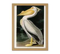Artery8 Audubon Birds White Pelican Painting Artwork Framed Wall Art Print 18X24 Inch