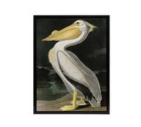 Artery8 Audubon Birds White Pelican Painting Framed Canvas Wall Art Print | Size: W12" x H16" Artery8 Multicolor W12" x H16"