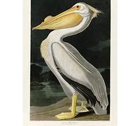 Artery8 Audubon Birds White Pelican Painting Large Wall Art Poster Print Thick Paper 18X24 Inch