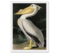 Artery8 Audubon Birds White Pelican Painting Nature Animals Artwork Framed Wall Art Print A4