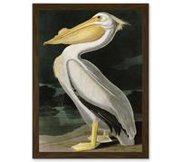 Artery8 Audubon Birds White Pelican Painting Nature Animals Artwork Framed Wall Art Print A4