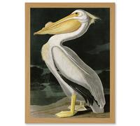 Artery8 Audubon Birds White Pelican Painting Nature Animals Artwork Framed Wall Art Print A4