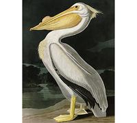 Artery8 Audubon Birds White Pelican Painting Premium Wall Art Canvas Print 18X24 Inch