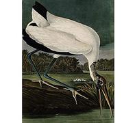 Artery8 Audubon Birds Wood Ibis Painting Art Print Canvas Premium Wall Decor Poster Mural