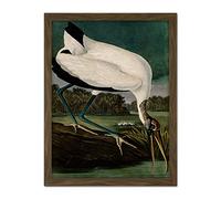 Artery8 Audubon Birds Wood Ibis Painting Artwork Framed Wall Art Print 18X24 Inch