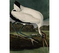 Artery8 Audubon Birds Wood Ibis Painting Large XL Wall Art Canvas Print
