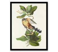 Artery8 Audubon Framed Wall Art Mangrove Cuckoo And Seven Year Apple Flower - A4 Size